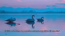 Agregar 4 clips