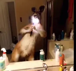 Add 1 clip