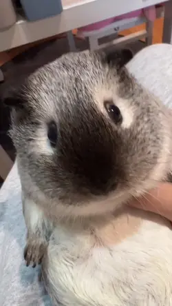 新增 1 個片段