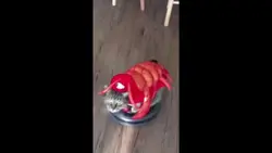 Add 1 clip