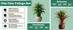 E-commerce Detail Page City Chic Foliage Set