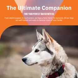 Pet industry General