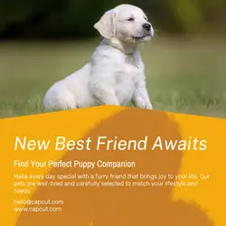 Pet industry General
