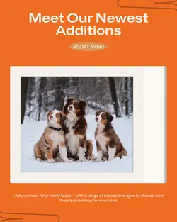 Pet industry New arrivals