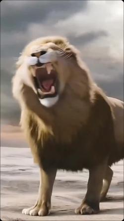 Recut | Singa mengamuk