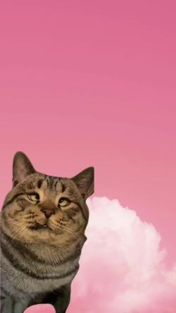 Recut | Cross Eyed Cat 