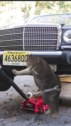 Recut | Cat mechanic meme 