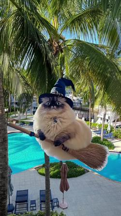 Recut | Cat Flying On Broom