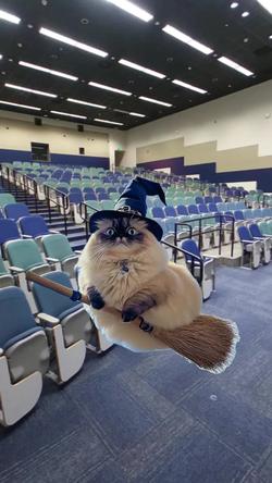 Recut | Cat flying on broom 