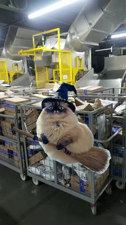 Recut | Cat Flying on Broom
