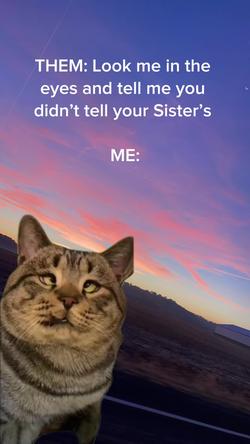 Recut | Cross Eyed Cat 
