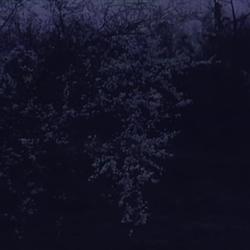 Recut | Iris