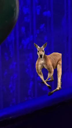 Recut | Kangaroo flexing