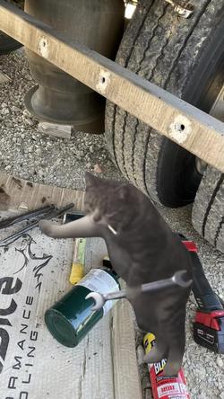 Recut | Cat mechanic meme 