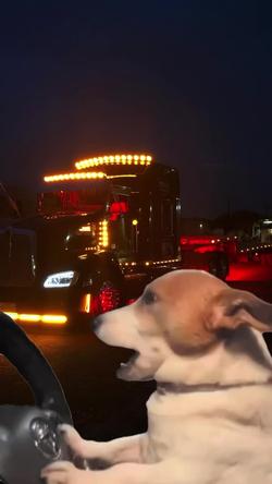 Recut | dog driving funny
