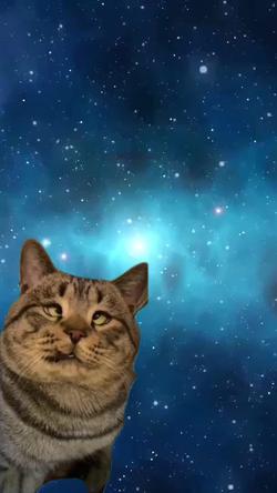 Recut | Cross Eyed Cat 