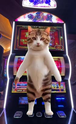 Recut | cat super dance