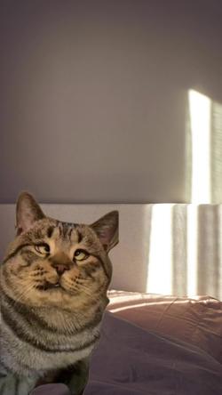 Recut | Cross Eyed Cat 