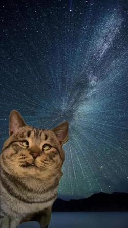 Recut | Cross Eyed Cat 