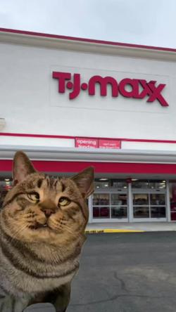 Recut | Cross Eyed Cat 