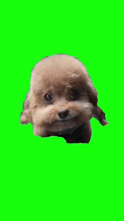 Recut | Chinese Rapping Dog 