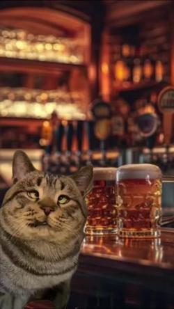 Recut | Cross Eyed Cat 