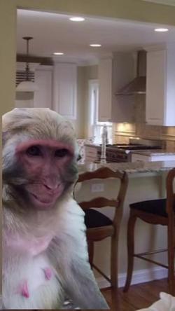 Recut | LAUGHING MONKEY