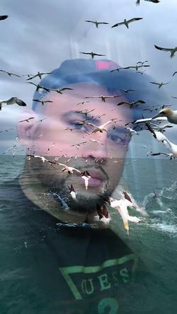 Recut | seagull 