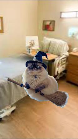 Recut | Cat flying on broom 