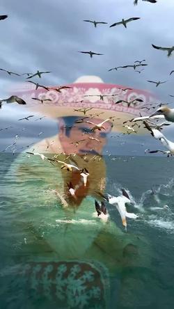 Recut | seagull 