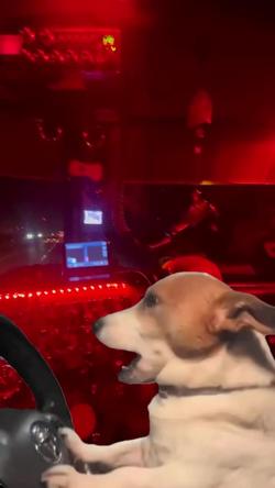 Recut | dog driving funny