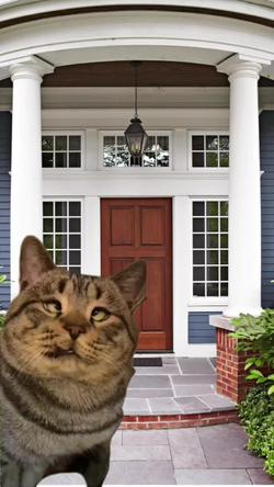 Recut | Cross Eyed Cat 