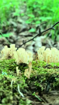 Recut | Mushroom