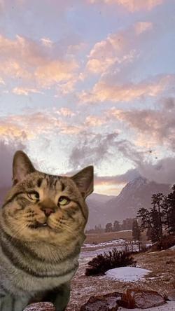 Recut | Cross Eyed Cat 
