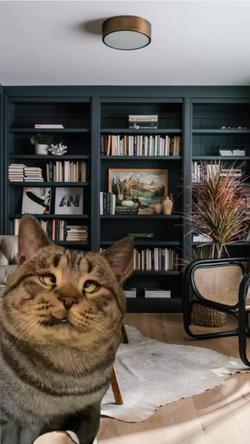 Recut | Cross Eyed Cat 