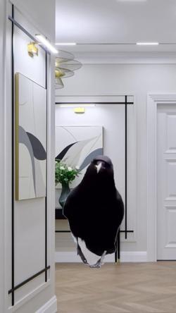 Recut | Crow Modeling