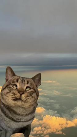 Recut | Cross Eyed Cat 