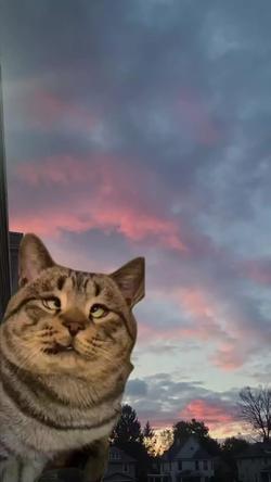 Recut | Cross Eyed Cat 