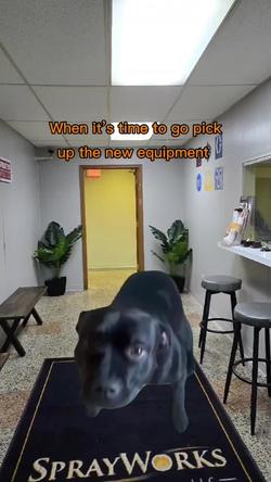 Recut | Excited pooch