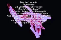 Bacteria fun fact 1