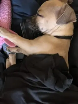 Chihuahua
