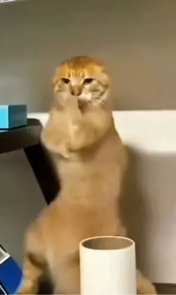 Cat dance