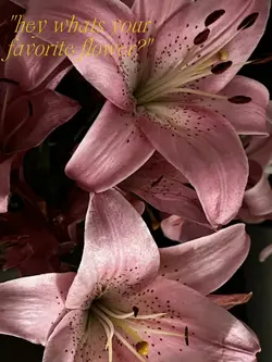 lillies