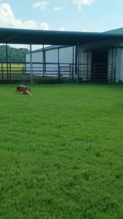 first jump on bama!