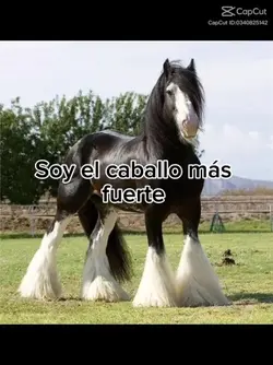 ganador de 1k batall
