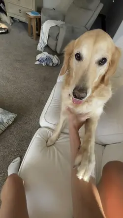 Get up dog
