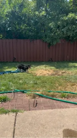 What a odd dog 