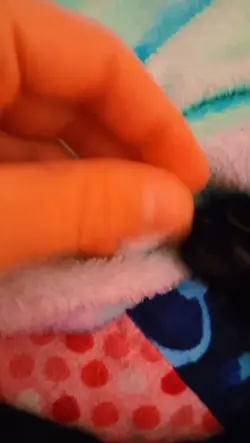 cat beans!!