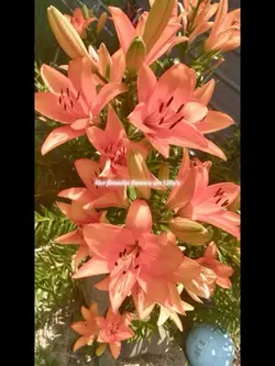 Lilies>>>