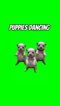 Puppies dancing